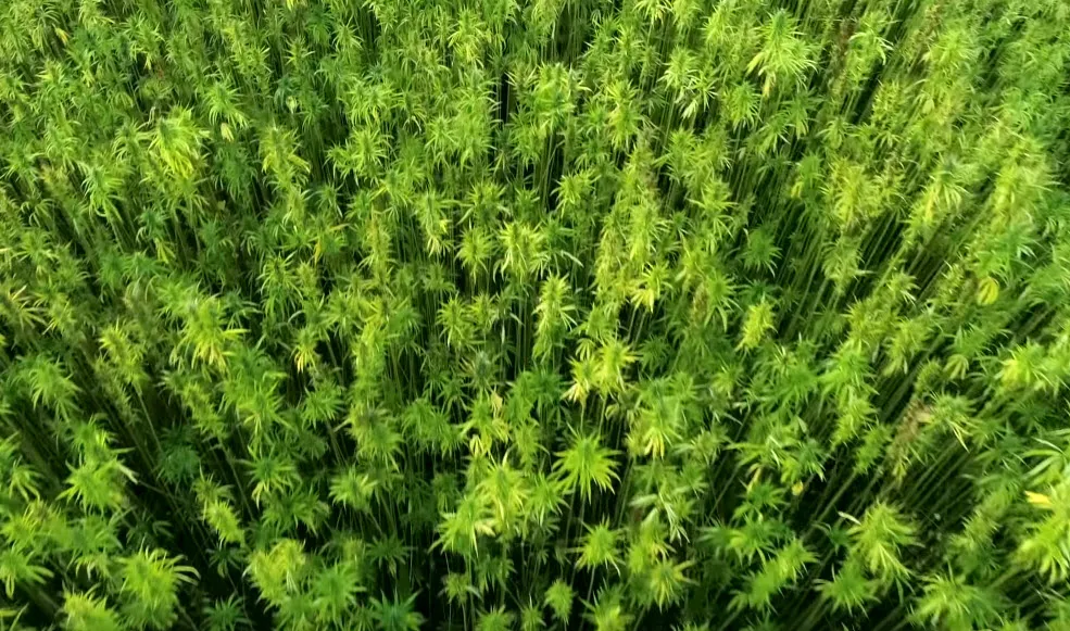 Replacing Concrete with hempcrete